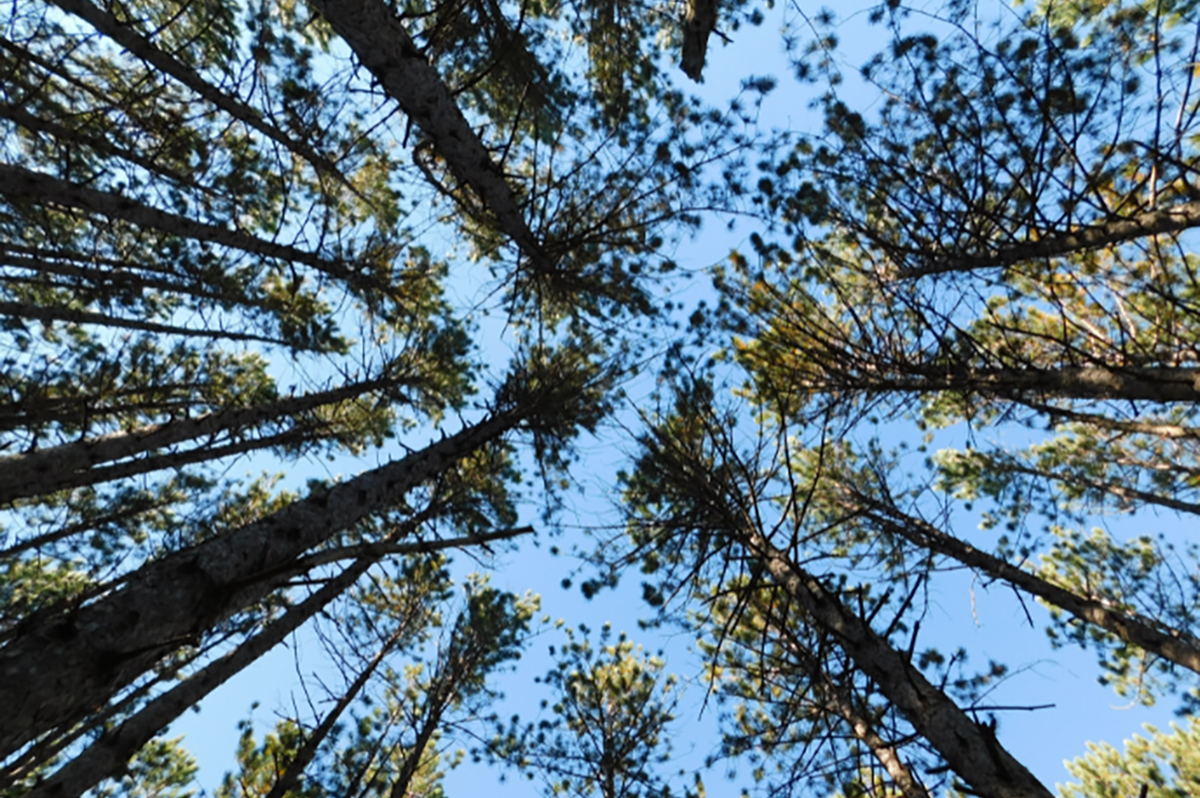 The tops of pine trees viewed straight up from ground.
